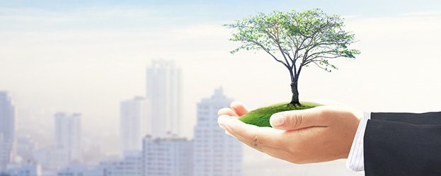 Business person holding a small tree